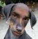 doggy avatar 1.webp