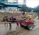 donkey cart.webp