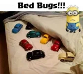 Meme - bed bugs.webp