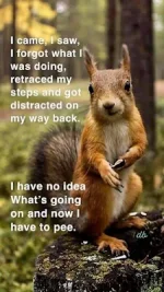 Meme - squirrel no idea.webp