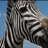Zebra Watcher
