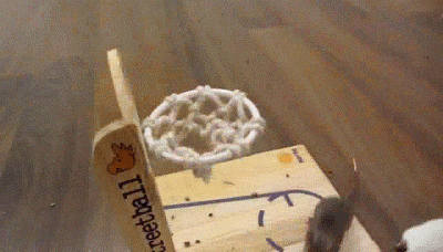 giphy.gif