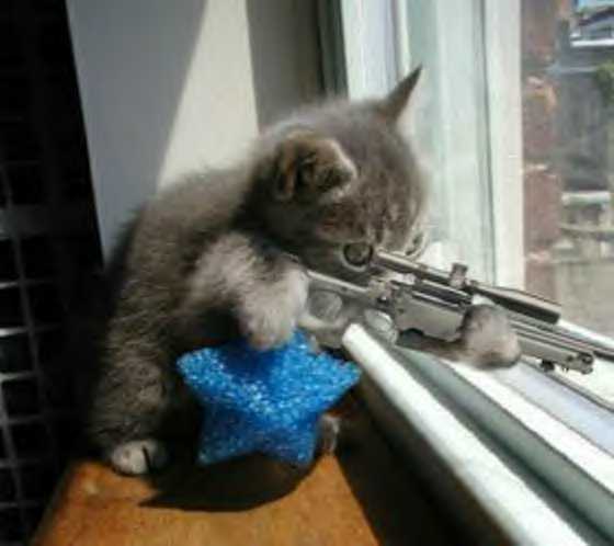 funny+cats+with+machine+guns+2.jpg