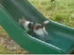 Animated_kitty_cat_trying_to_go_up_a_childrens_slide.gif