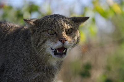 scottish-wildcat.jpg