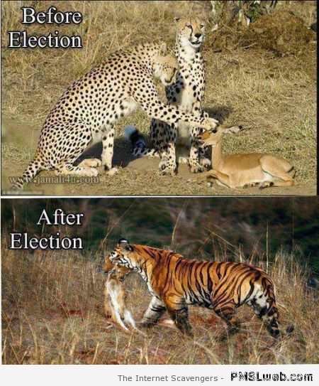 13-before-versus-after-election-humor.jpg