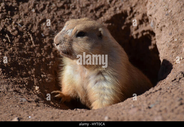 really-cute-prairie-dog-climbing-up-out-of-a-hole-hyt0ca.jpg